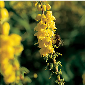bumblebee on flowers